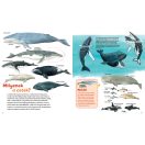 Bálnák és delfinek - Mi micsoda junior 25.