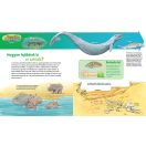 Bálnák és delfinek - Mi micsoda junior 25.