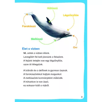   Bálnák és delfinek - Mi Micsoda Olvasó - Matricás szövegfejtő