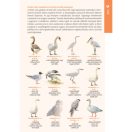 Rendhagyó madárhatározó. Szín, viselkedés, külalak és élőhely alapján