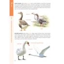 Rendhagyó madárhatározó. Szín, viselkedés, külalak és élőhely alapján