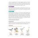 Rendhagyó madárhatározó. Szín, viselkedés, külalak és élőhely alapján