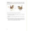 Rendhagyó madárhatározó. Szín, viselkedés, külalak és élőhely alapján