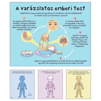   Hogyan működik az emberi test?  - A csontoktól az idegrendszerig, a szervrendszerektől az érzékelésig