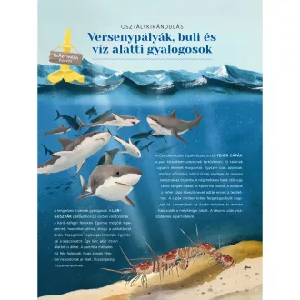 Vad vándorok - Kövesd az állatok kalandos útját!
