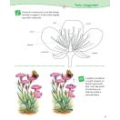 Ismered a növényeket? - Alma, nyírfa, pitypang - Mi Micsoda Junior - Matricás rejtvényfüzet
