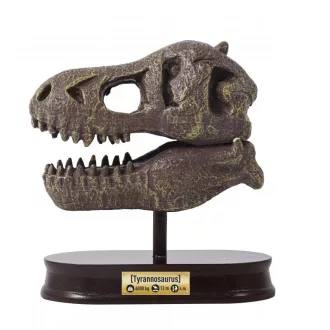 Tyrannosaurus koponya felfedező készlet