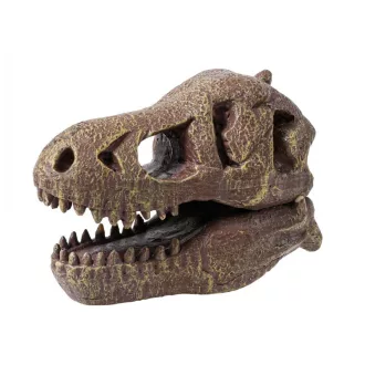 Tyrannosaurus koponya felfedező készlet