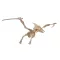 Woodcraft Drevené 3D puzzle Pterosaur