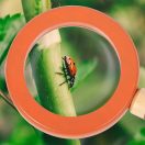 Small Foot - Kutatóöv kiegészítőkkel Discover - JátékManufaktúra