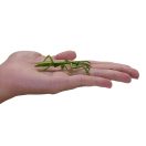 Mojo - Mini világ: Rovarok és pókok (12 db) - JátékManufaktúra