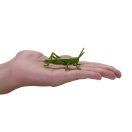 Mojo - Mini világ: Rovarok és pókok (12 db) - JátékManufaktúra