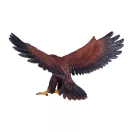 Mojo - Sas - JátékManufaktúra