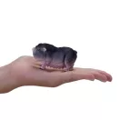 Mojo - Vietnámi csüngőhasú sertés - JátékManufaktúra