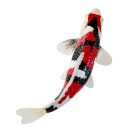 Mojo - Showa sanshoku koi ponty - JátékManufaktúra