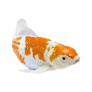 Mojo - Ochiba shigure koi ponty - JátékManufaktúra