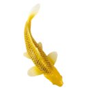 Mojo - Kin matsuba koi ponty - JátékManufaktúra