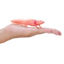 Mojo - Axolotl - JátékManufaktúra