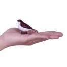 Mojo - Házi veréb (díszdobozban) - JátékManufaktúra