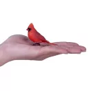 Mojo - Vörös kardinális (díszdobozban) - JátékManufaktúra