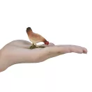 Mojo - Evő tyúk - JátékManufaktúra