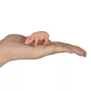 Mojo - Evő disznó - JátékManufaktúra