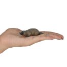 Mojo - Kacsacsőrű emlős - JátékManufaktúra