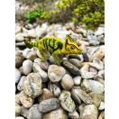 Mojo - Kaméleon - JátékManufaktúra