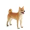 Mojo - Shiba inu - JátékManufaktúra