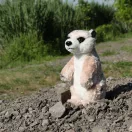 Rappa Plüss álló szurikáta 14 cm ECO-FRIENDLY - JátékManufaktúra