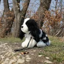 Rappa - Cavalier kutya plüss pórázzal 27 cm ECO-FRIENDLY - JátékManufaktúra