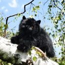 Rappa Plüss fekvő fekete cica 30 cm ECO-FRIENDLY - JátékManufaktúra