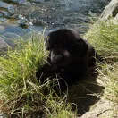 Rappa plüss kutya labrador 40 cm ECO-FRIENDLY - JátékManufaktúra