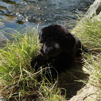 Rappa plüss kutya labrador 40 cm ECO-FRIENDLY - JátékManufaktúra