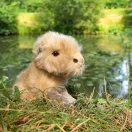 Rappa Plüss kapibara 18 cm ECO-FRIENDLY - JátékManufaktúra