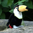 Rappa Plüss tukán 23 cm ECO-FRIENDLY - JátékManufaktúra