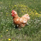 Rappa Plüss álló tyúk tojással 33 cm ECO-FRIENDLY - JátékManufaktúra