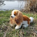 Rappa Plüss Cavalier King Charles spániel 28 cm ECO-FRIENDLY - JátékManufaktúra