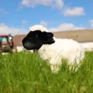 Rappa  Plüss bárány 27 cm ECO-FRIENDLY