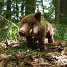 Rappa Plüss vaddisznó 30 cm ECO-FRIENDLY - JátékManufaktúra