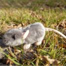 Rappa Plüss egér 16 cm ECO-FRIENDLY - JátékManufaktúra